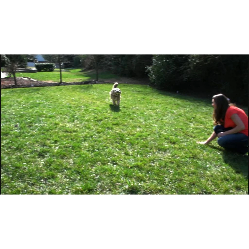 PetSafe YardMax Rechargeable In-Ground Fence Collar - Image 11