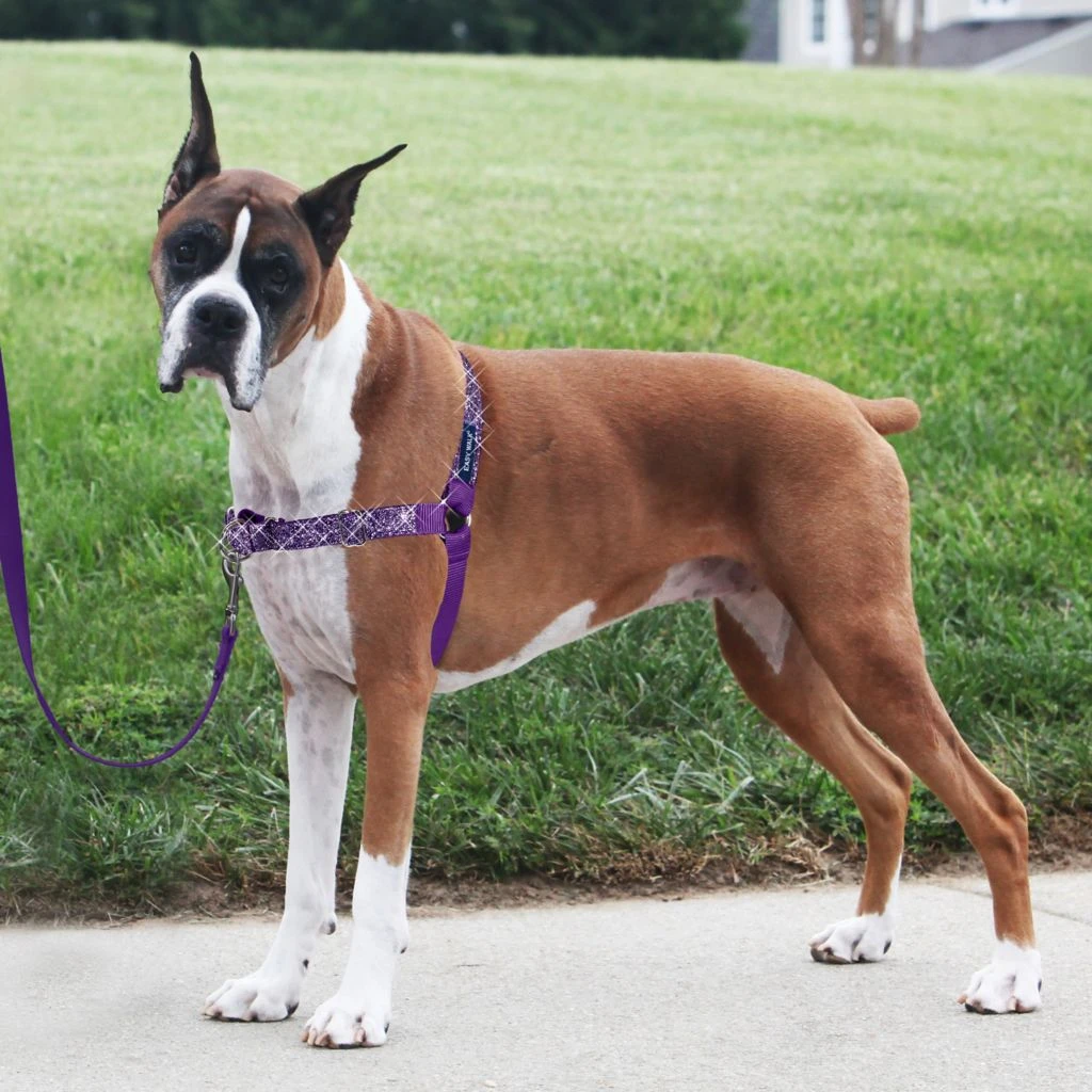 PetSafe Easy Walk No-Pull Dog Harness, Bling Design - Image 3