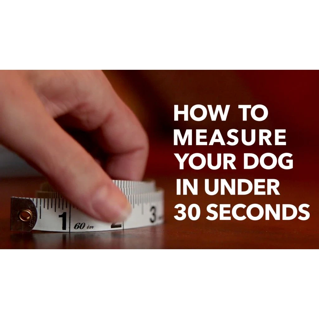 PetSafe Easy Walk No-Pull Dog Harness, Bling Design - Image 7