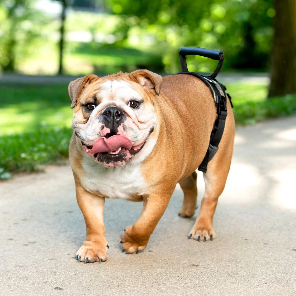 PetSafe Carelift Dog Lifting Aid Rear Only Harness - Image 5