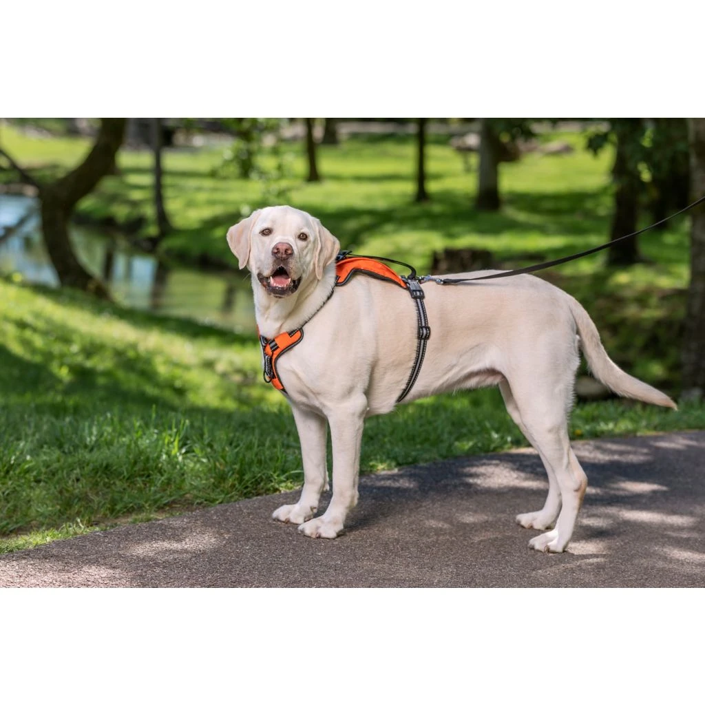 PetSafe Walk Along Reflective Outdoor Dog Harness, Large, Orange - Image 2